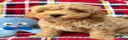 Poochon dogs for sale: Beautiful Teddy Bear Poochon Puppies  - Advert 5