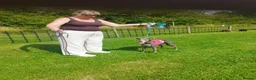 Whippet dogs for stud: Blue KC Pedigree whippet - Advert 3