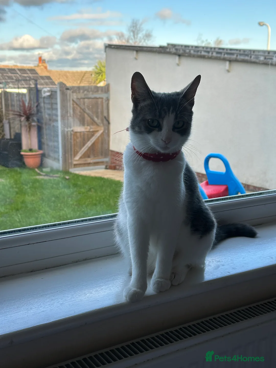 Mixed Breed cats for sale: Reserved  - Advert 3