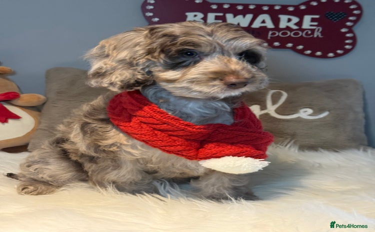 Cockapoo dogs Choc Merle F1 Cockapoo girl fully vaccinated  - Advert 15