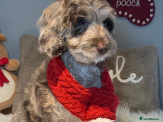 Cockapoo dogs Choc Merle F1 Cockapoo girl fully vaccinated - Advert 15