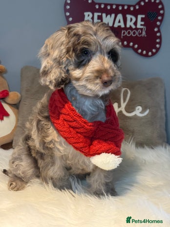 Cockapoo dogs Choc Merle F1 Cockapoo girl fully vaccinated - Advert 15