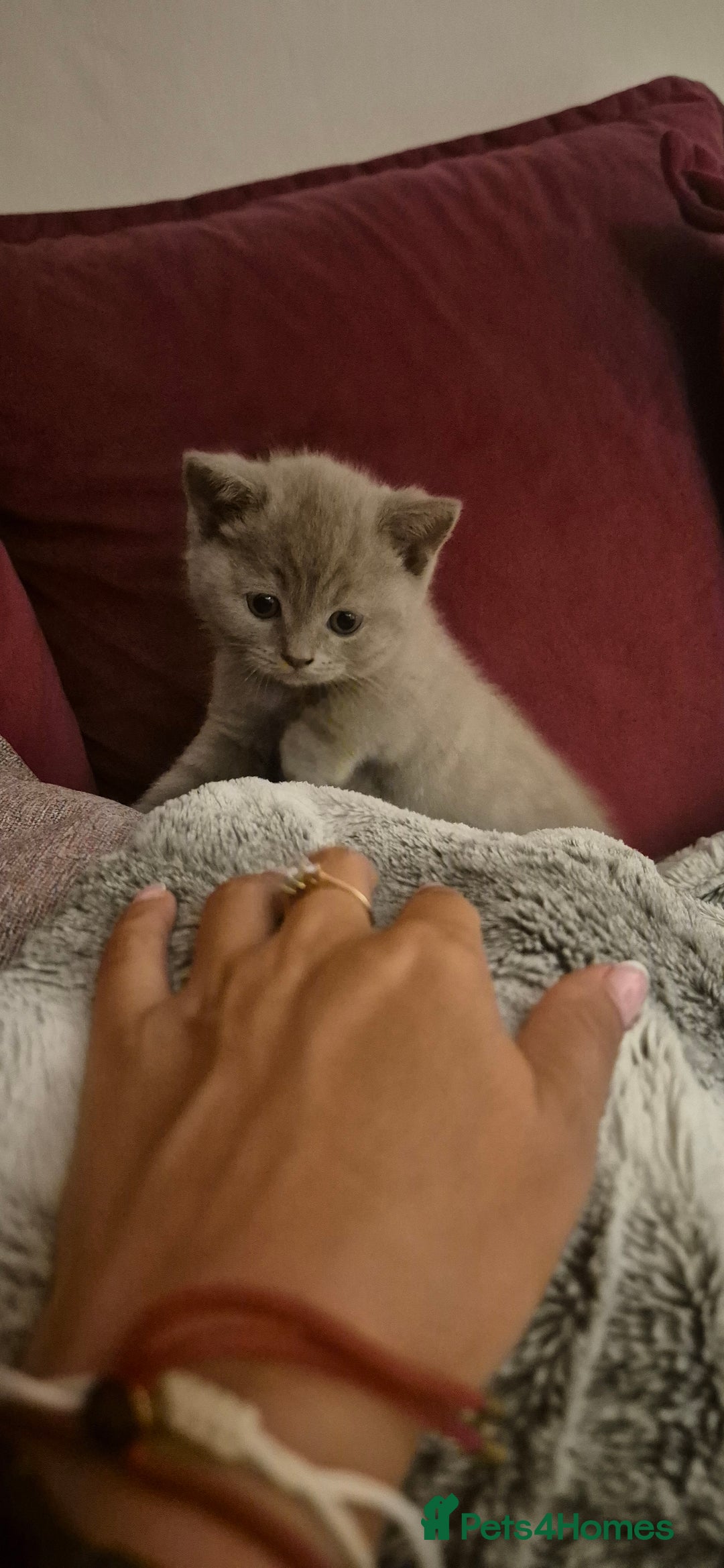 Scottish Fold cats for sale: Last 2 Scottish straight kittens  - Image 20