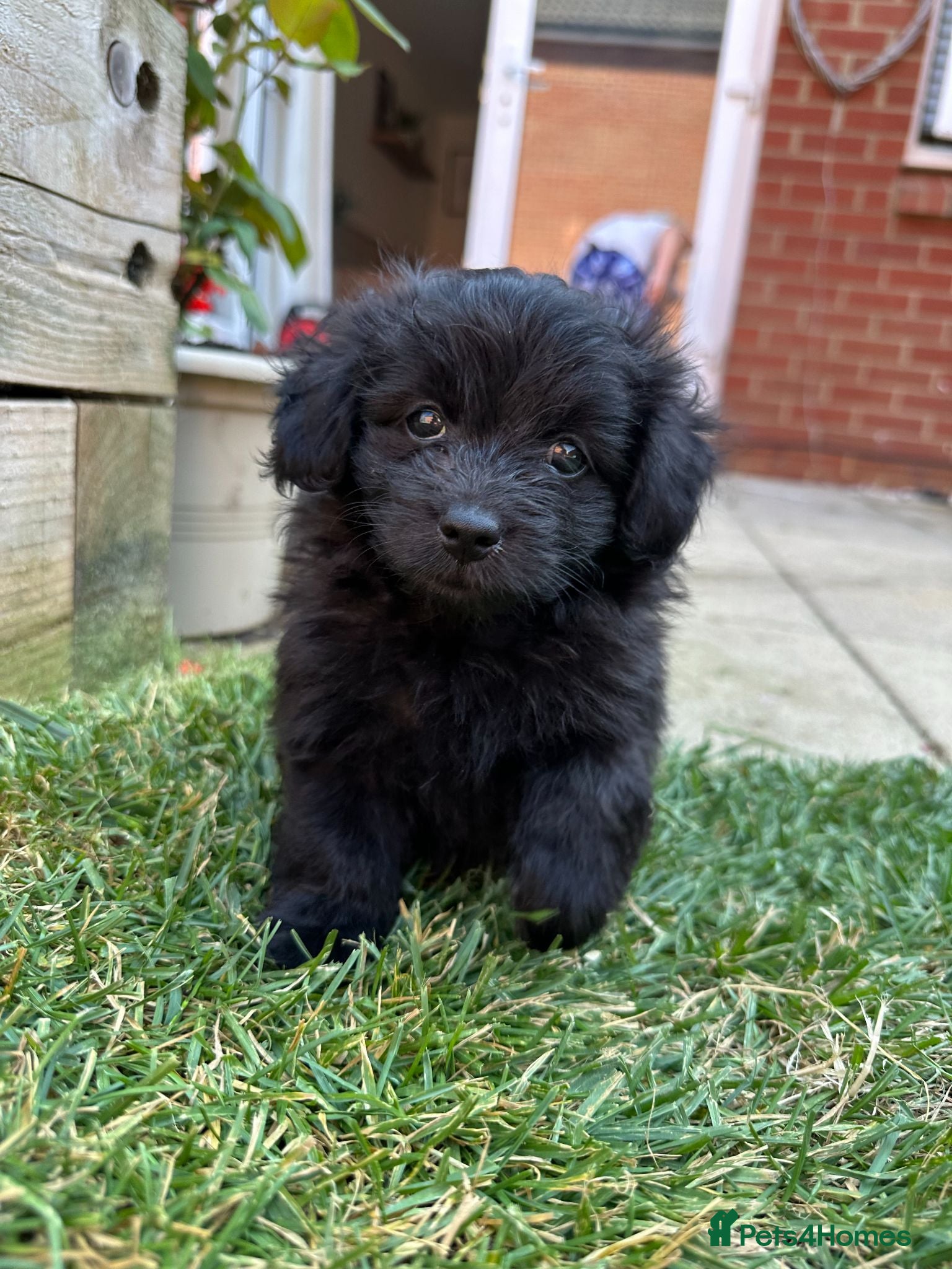 Mixed Breed dogs *READY NOW* Doxiepoo x Pomeranian Puppies - Advert 1