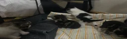 Mixed Breed cats for sale: Beautiful & Bonnie Boys & Mumma - Advert 14