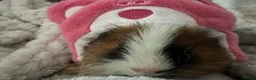 Guinea Pig rodents for sale: Two Guinea Pig Texel Boys 7 Months - Advert 1