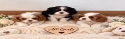 Cavalier King Charles Spaniel dogs for sale: 5* Licensed RKC H/T Gorgeous Cavalier KC - Advert 21