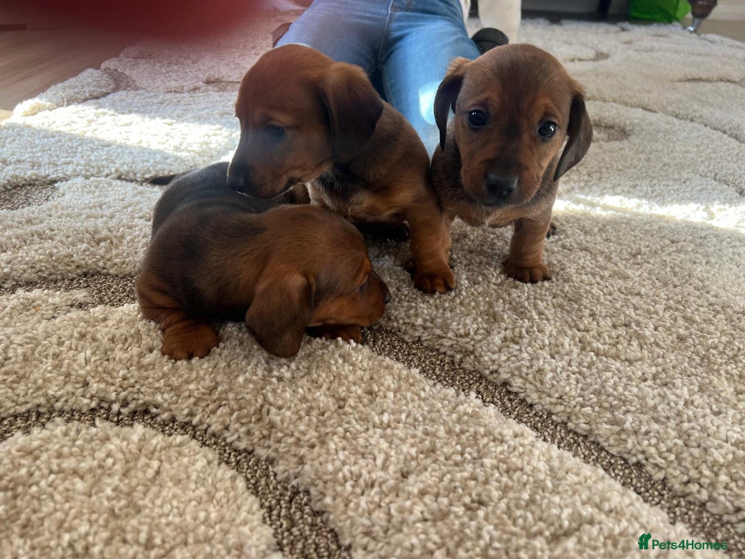 Mixed Breed dogs for sale: Jackshund puppies for sale !  - Advert 3