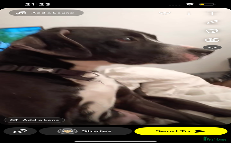 Mixed Breed dogs - Advert 3