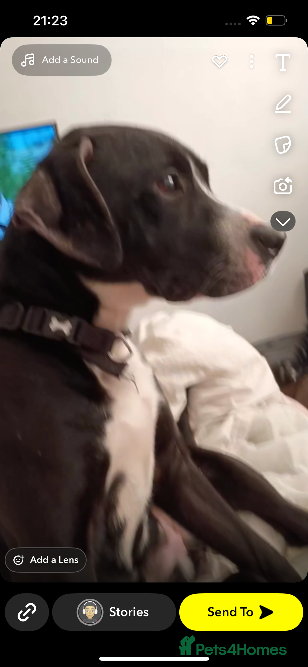 Mixed Breed dogs for sale: 14/14 month staff need loving home - Image 1