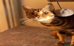 Bengal cats for sale: ⭐️TICA Triple Grand Champion⭐️ - Image 2