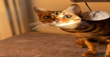 Bengal cats ⭐️TICA Triple Grand Champion⭐️ - Advert 7