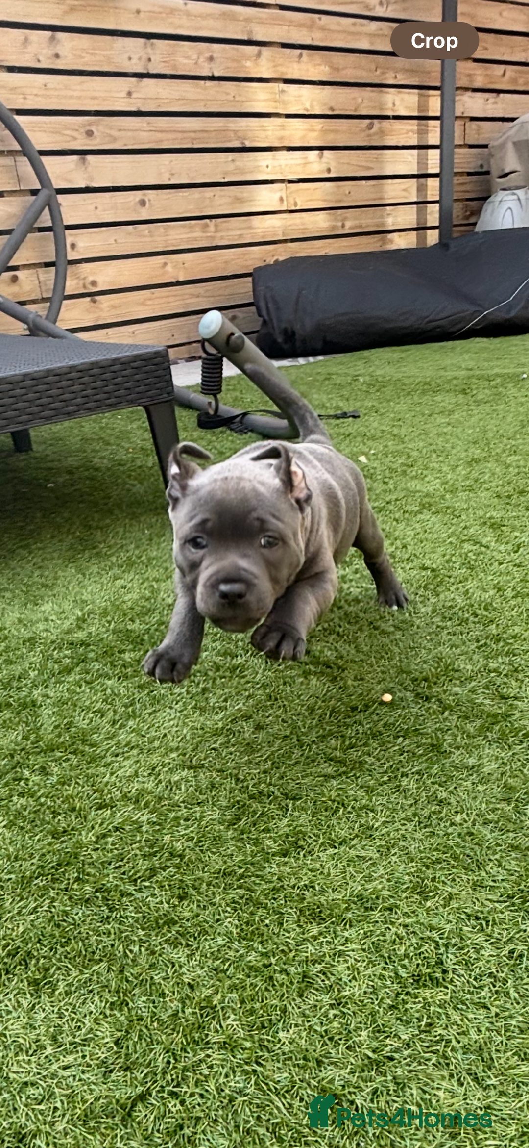 Staffordshire Bull Terrier dogs for sale: 🔷Top quality Pharaon puppy🔷 - Image 6