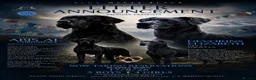Great Dane dogs for sale: Champion blood exceptional quality black GreatDane in Seaham - Advert 2