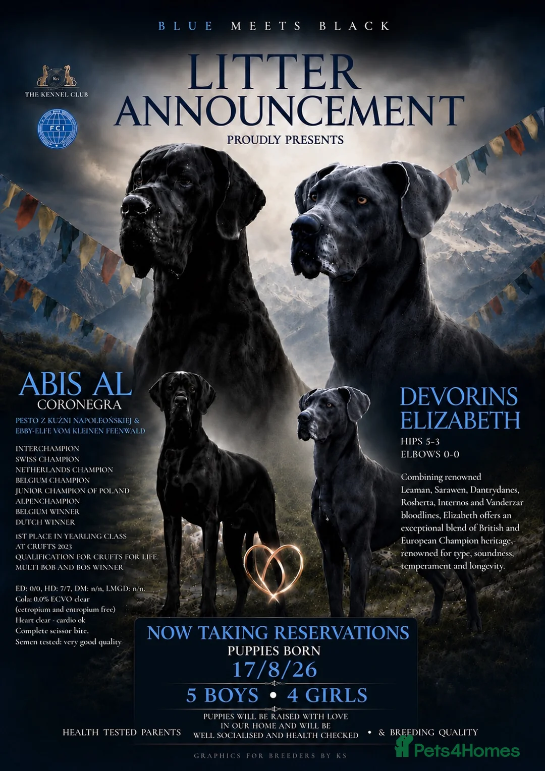 Great Dane dogs for sale: Champion blood exceptional quality black GreatDane in Seaham - Advert 2