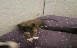 Mixed Breed dogs for sale: 3 tan girls remaining  - Image 6