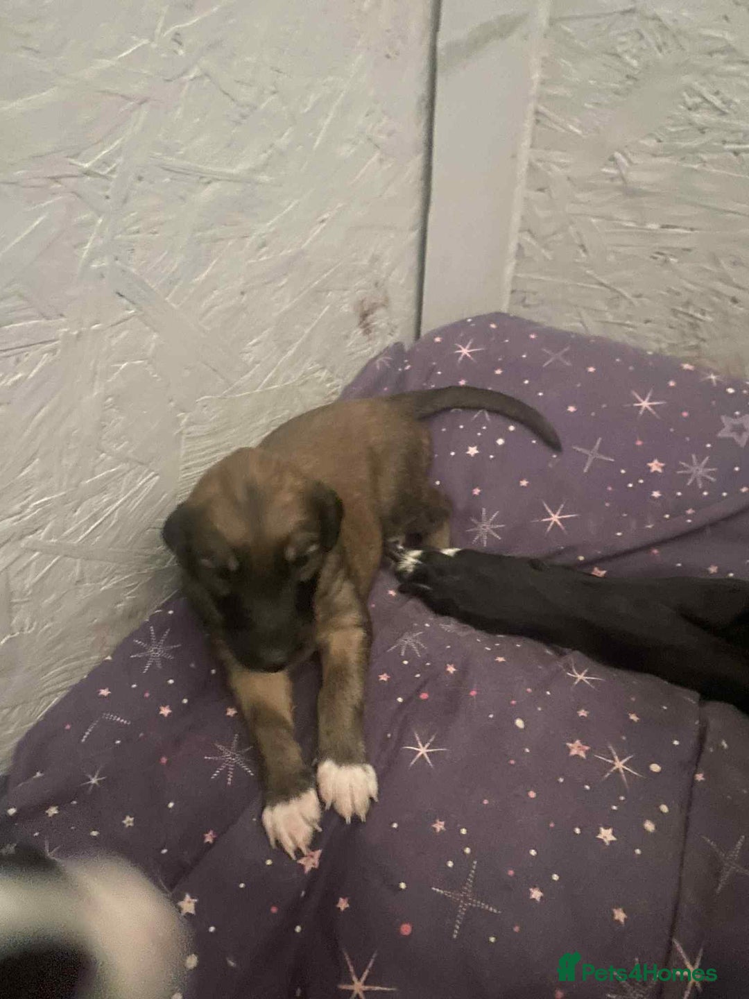 Mixed Breed dogs for sale: 3 tan girls remaining  - Image 6