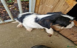 Mixed Breed dogs for sale: Jackapoo  - Image 2