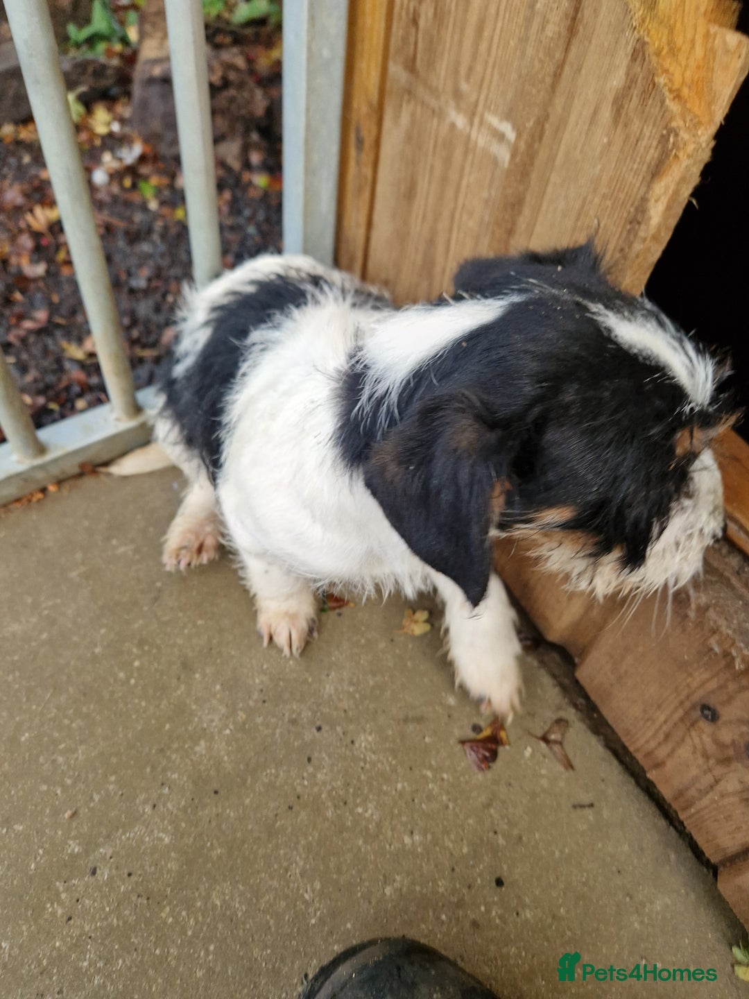 Mixed Breed dogs for sale: Jackapoo  - Image 2