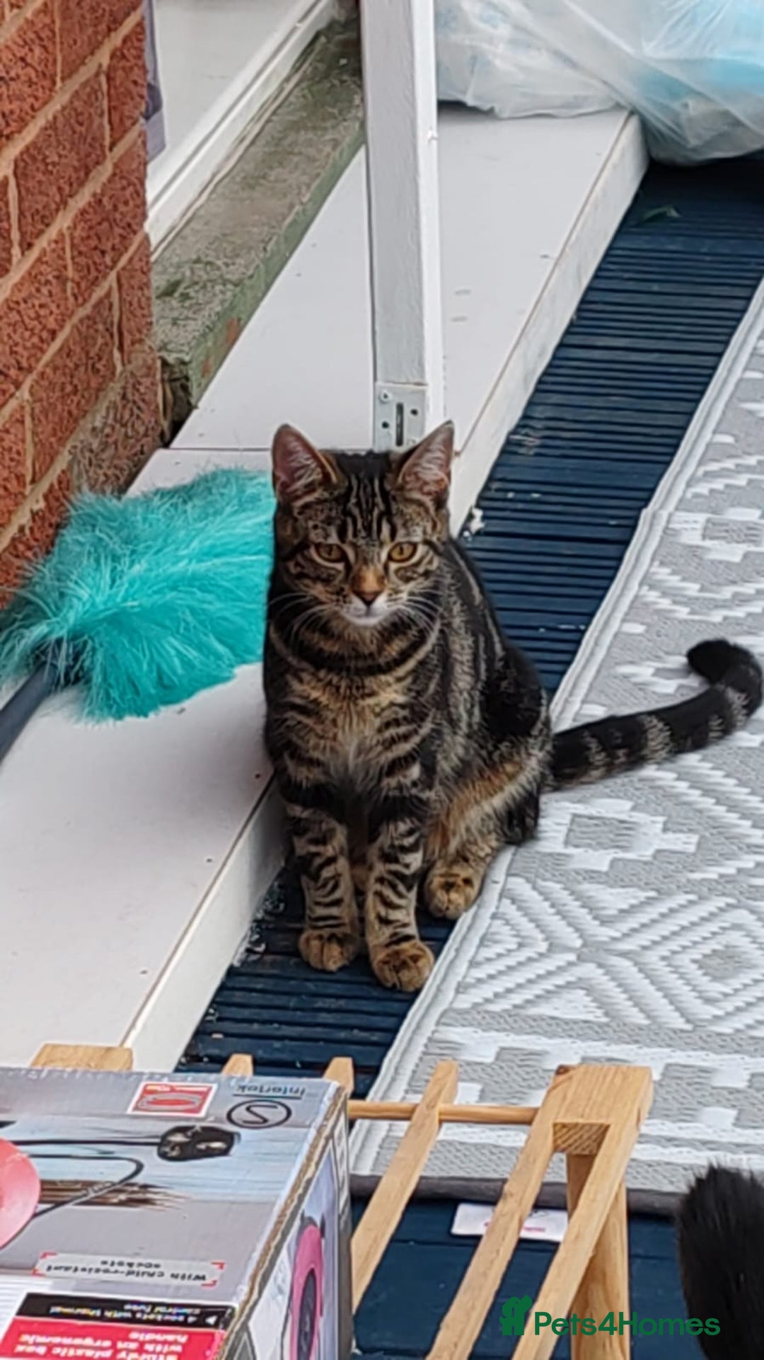 Bengal cats for sale: Zeus Jr - Image 11