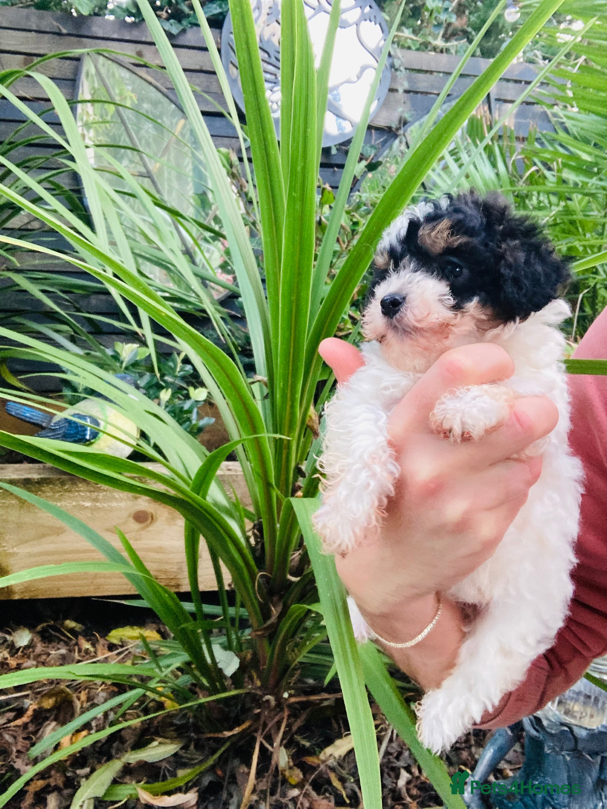 Cavapoo dogs Ready NYD Tricolour cavapoo female 🐾 - Advert 9