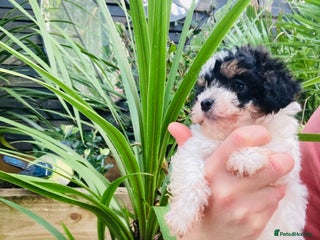 Cavapoo dogs Ready NYD Tricolour cavapoo female 🐾 - Advert 3