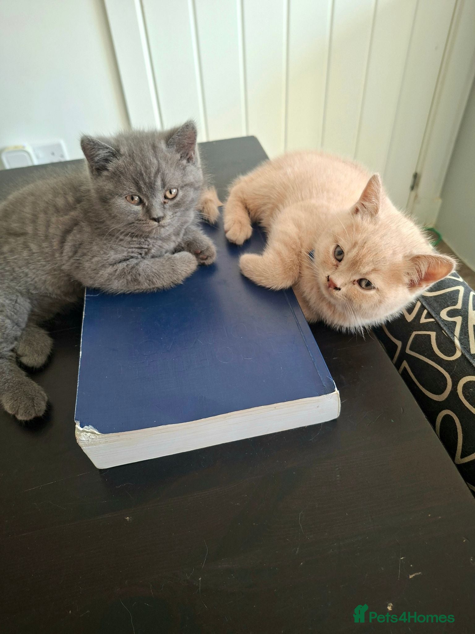 British Shorthair cats 🩷 Outstanding Quality Chunky GCCF Pedigree BSH 💙 - Advert 2