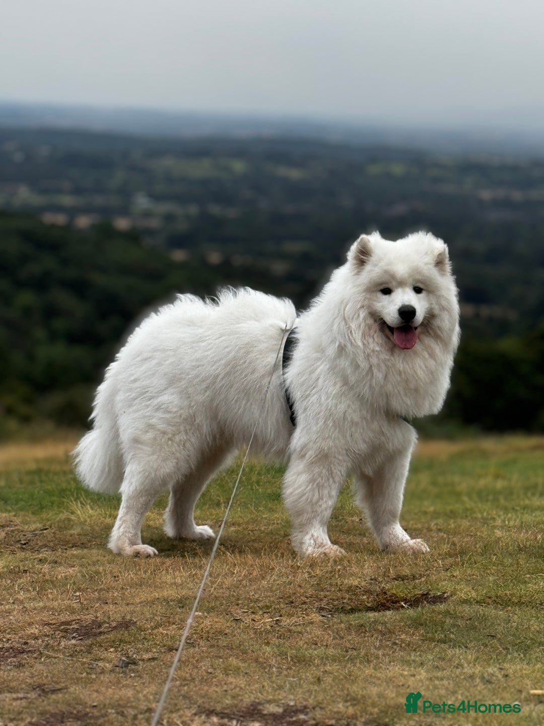 Samoyed dogs for sale: Looking for a Loving New Home for Our Two Samoyeds - Advert 4