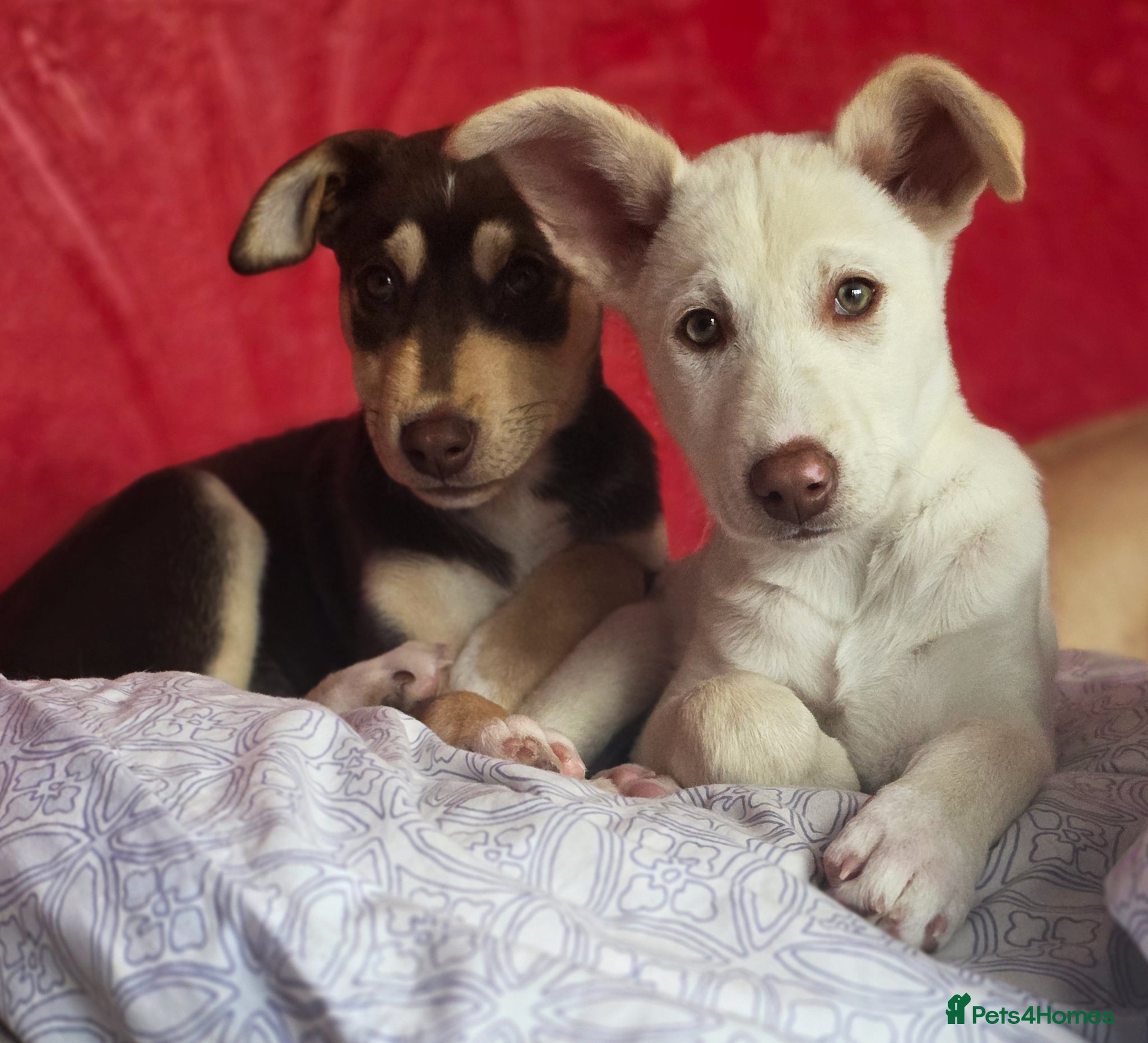 Mixed Breed dogs EUROHOUND / SIBERIAN HUSKY HYBRID PUPPIES  - Advert 2