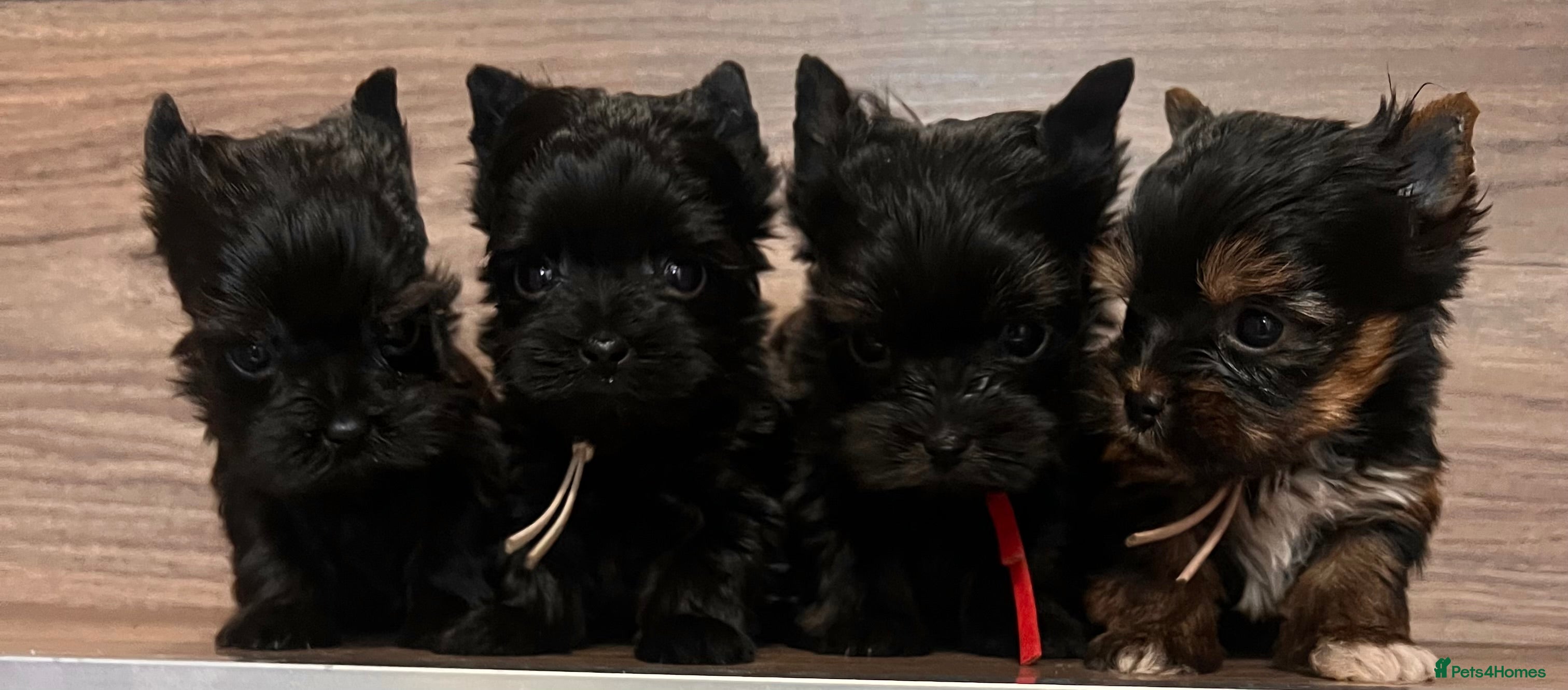 Yorkshire Terrier dogs ❀ Miniature Yorkshire Terriers – 4 Girls  ❀ - Advert 2