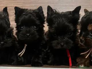 Yorkshire Terrier dogs ❀ Miniature Yorkshire Terriers – 4 Girls ❀ - Advert 2