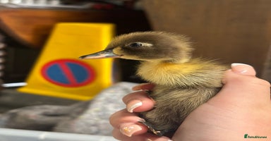 Ducks poultry - Advert 3