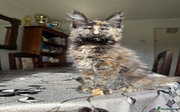 Maine Coon cats for sale: LARGE MAINE COON KITTENS *2 Left* - Image 3