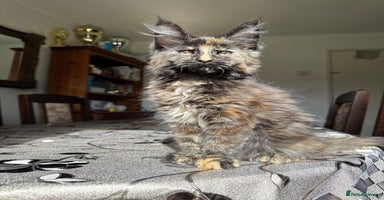Maine Coon cats - Advert 6