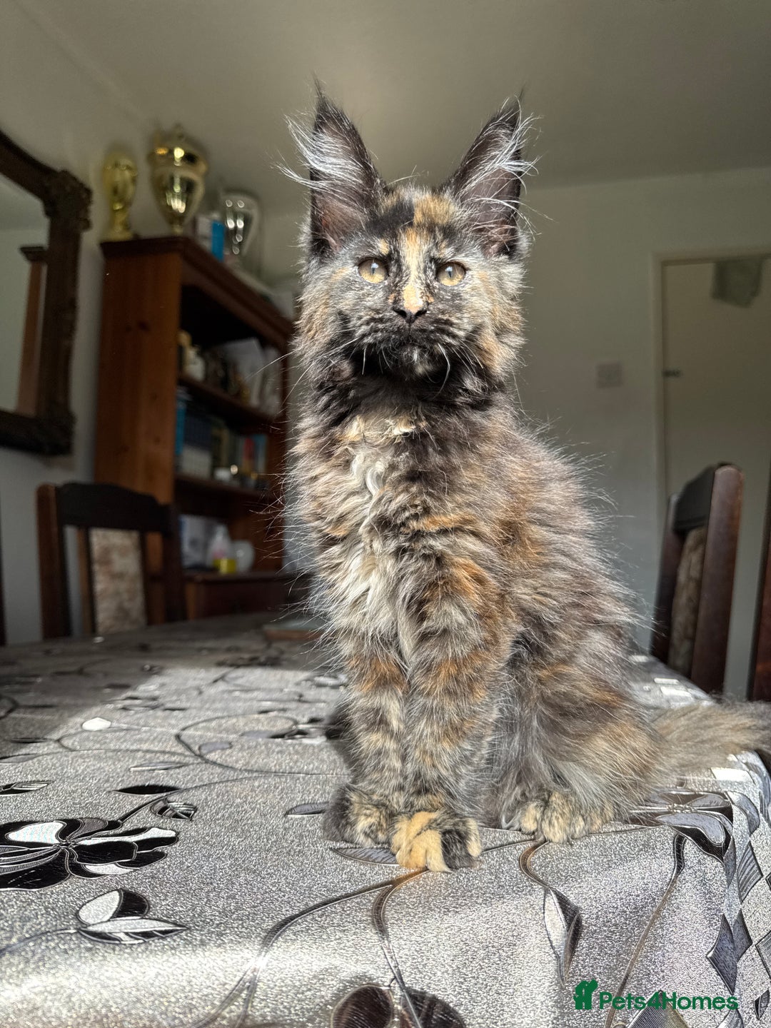 Maine Coon cats for sale: LARGE MAINE COON KITTENS *2 Left* - Image 3