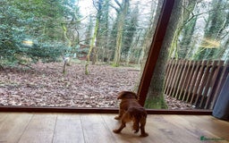 Cavalier King Charles Spaniel dogs for sale: Ruby red King Charles cavalier  - Image 4