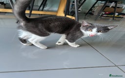 Russian Blue cats for sale: Charming Blue Boys - Image 5