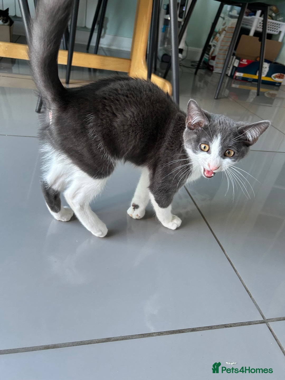 Russian Blue cats for sale: Charming Blue Boys - Image 5