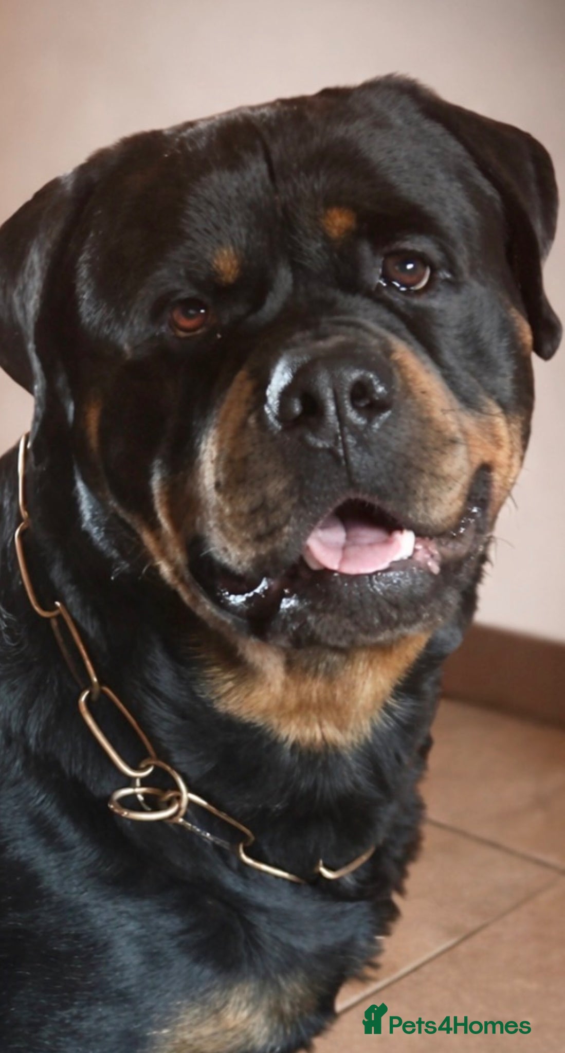 Rottweiler dogs Proven stud Hector 60kg plus Rottweiler KC Reg  - Advert 6