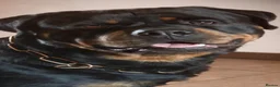 Rottweiler dogs for stud: Proven stud Hector 60kg plus Rottweiler KC Reg  - Advert 4