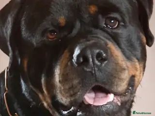 Rottweiler dogs Proven stud Hector 60kg plus Rottweiler KC Reg - Advert 6
