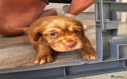 Cocker Spaniel dogs for sale: Beautiful Working Cocker Spaniel Puppies  - Image 13