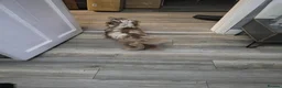 Miniature Dachshund dogs for stud: Long haired Isabella Dapple - Advert 2