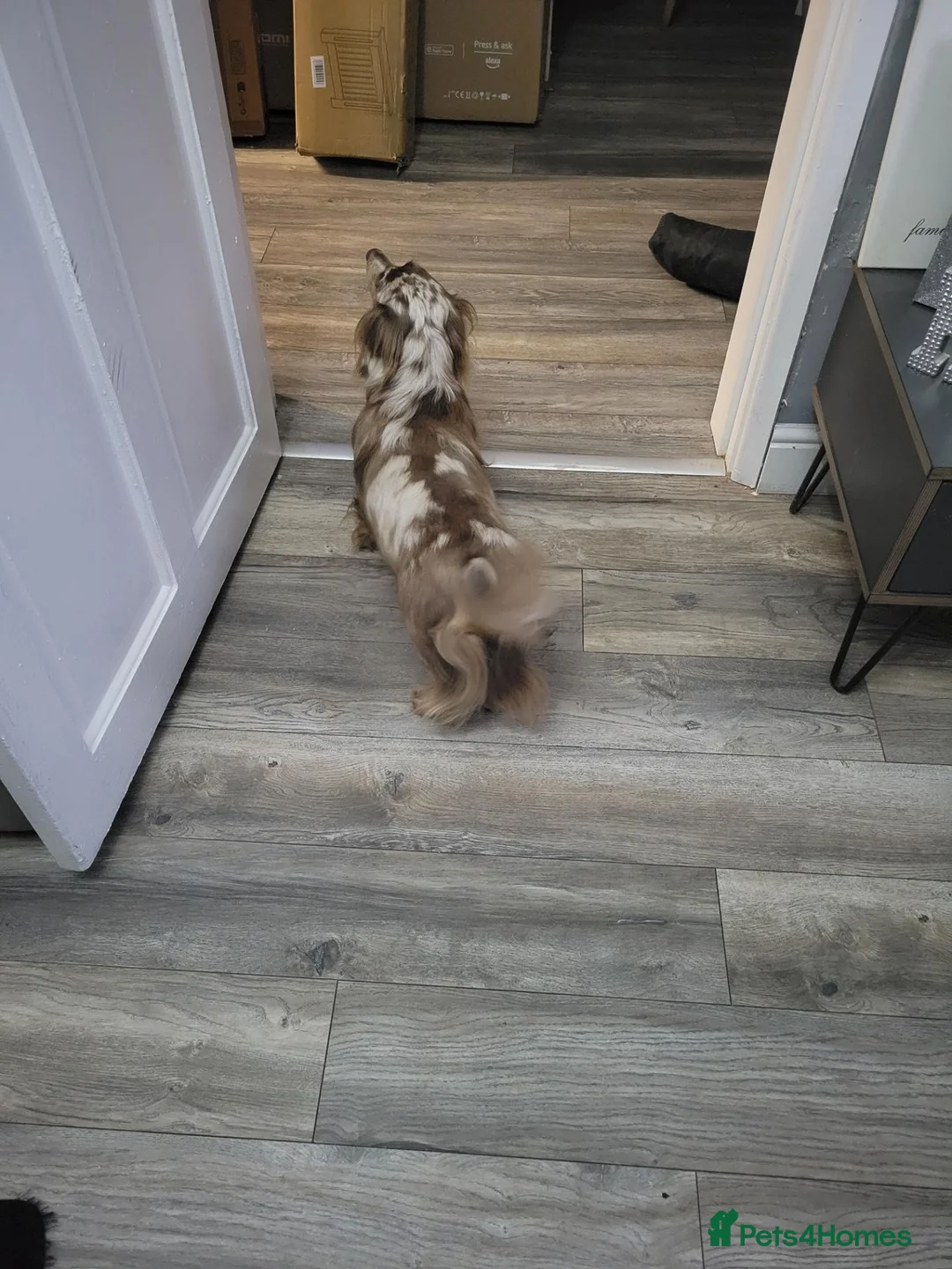 Miniature Dachshund dogs for stud: Long haired Isabella Dapple - Advert 2