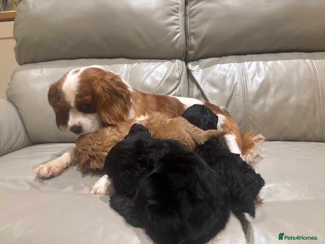 Cavapoo dogs for sale: Beautiful cavapoos  - Advert 1