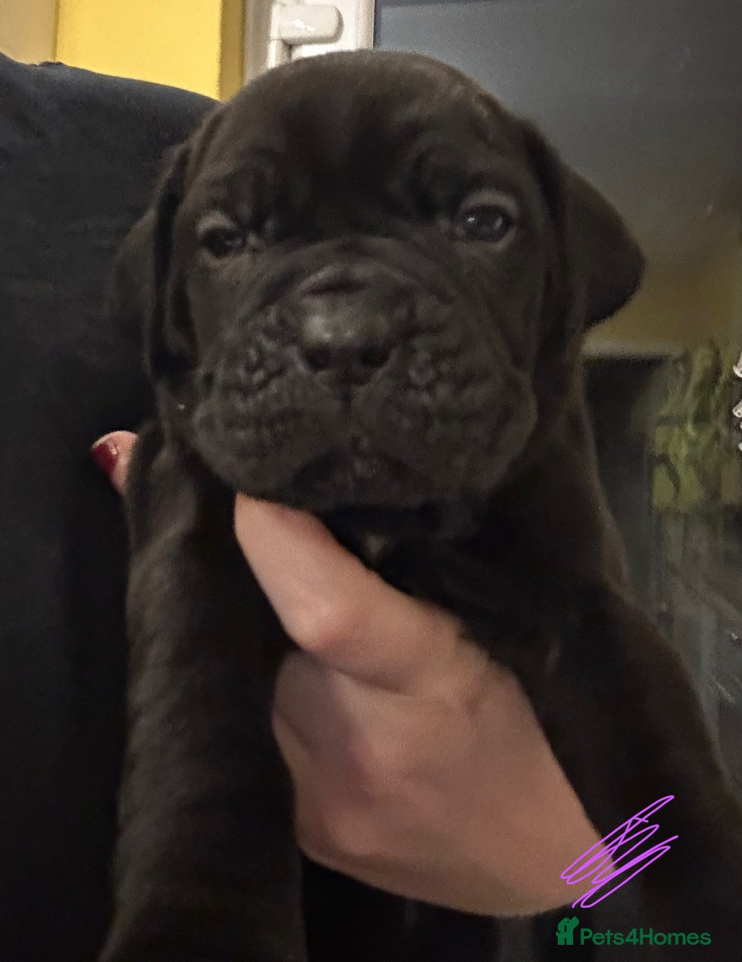 Cane Corso dogs for sale: Beautiful Cane Corso Puppies  - Advert 4