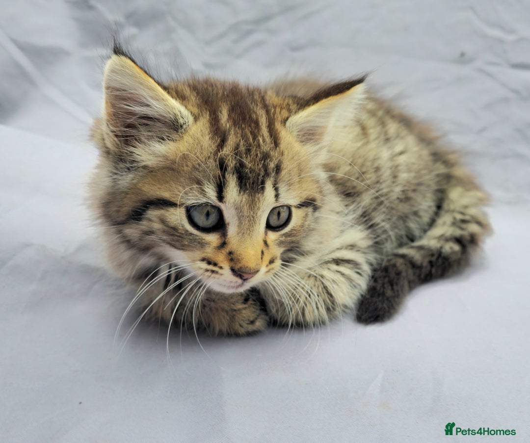 European cats for sale: Beautiful, friendly and playful kittens - Image 8