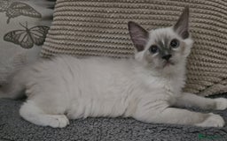 Ragdoll cats for sale: Gorgeous GCCF registered kittens - Image 3