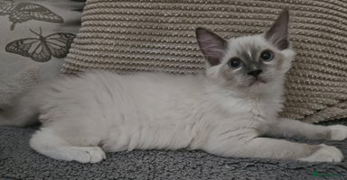 Ragdoll cats - Advert 7