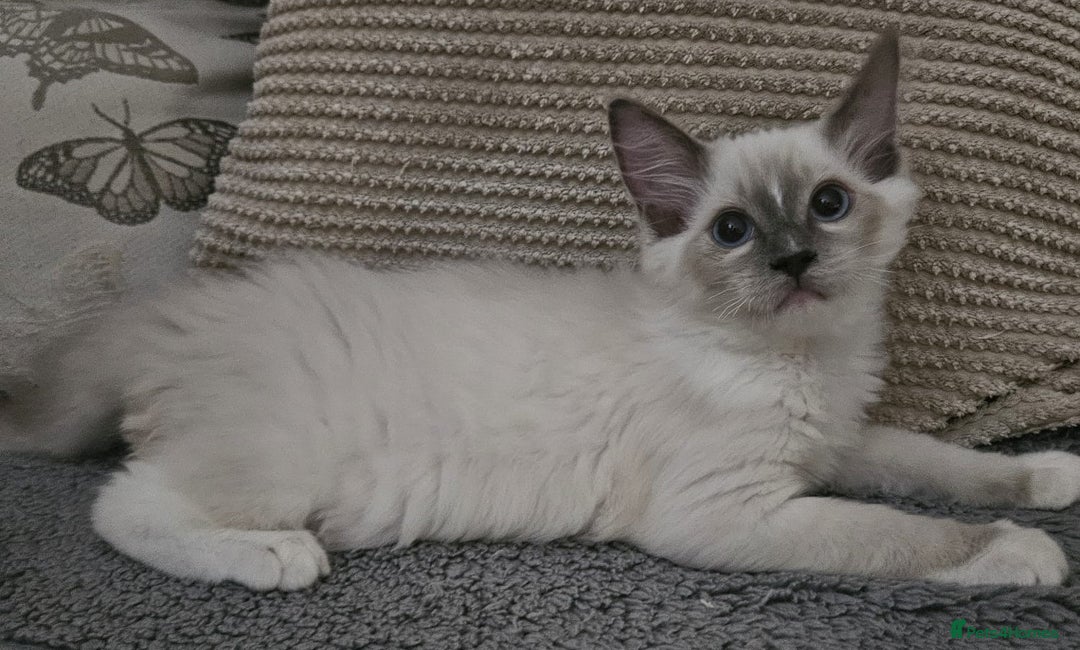 Ragdoll cats for sale: Gorgeous GCCF registered kittens - Image 3
